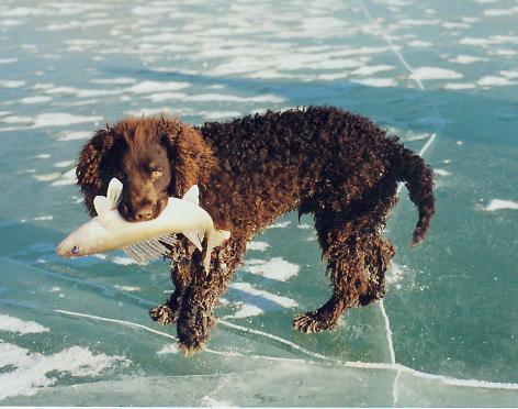 SPANIEL DE APA AMERICAN